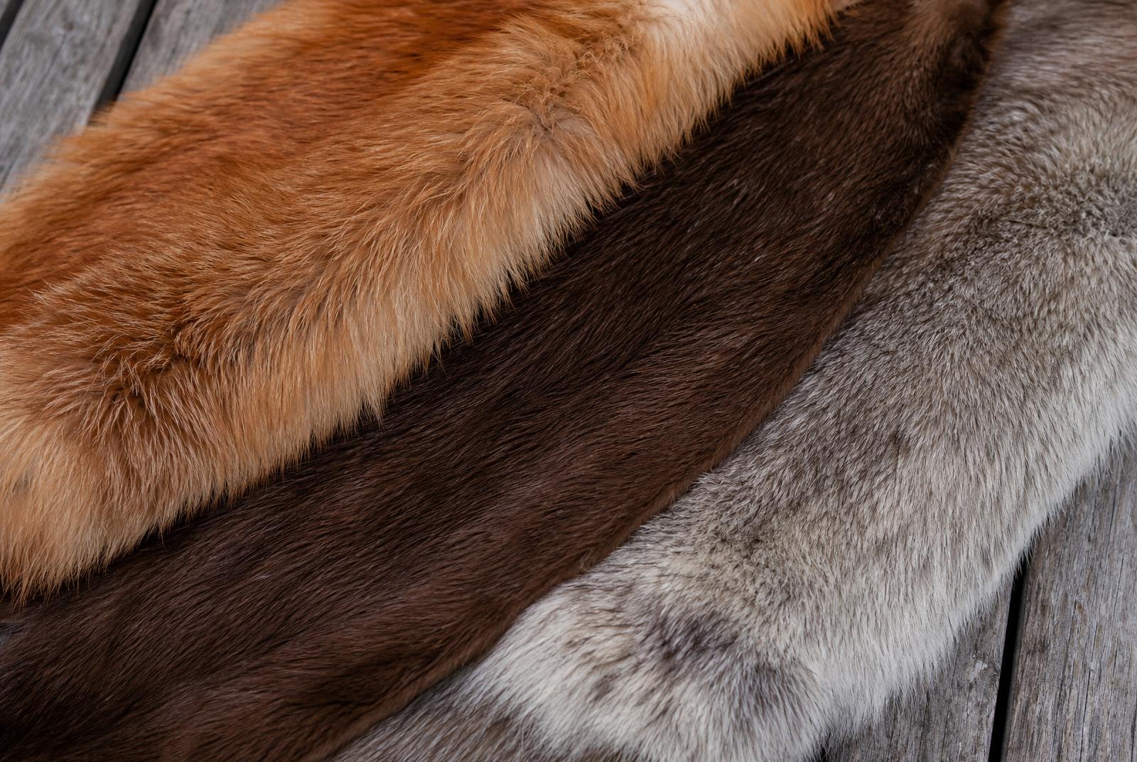Close-up of tanned fox and beaver fur pelts on aged wood