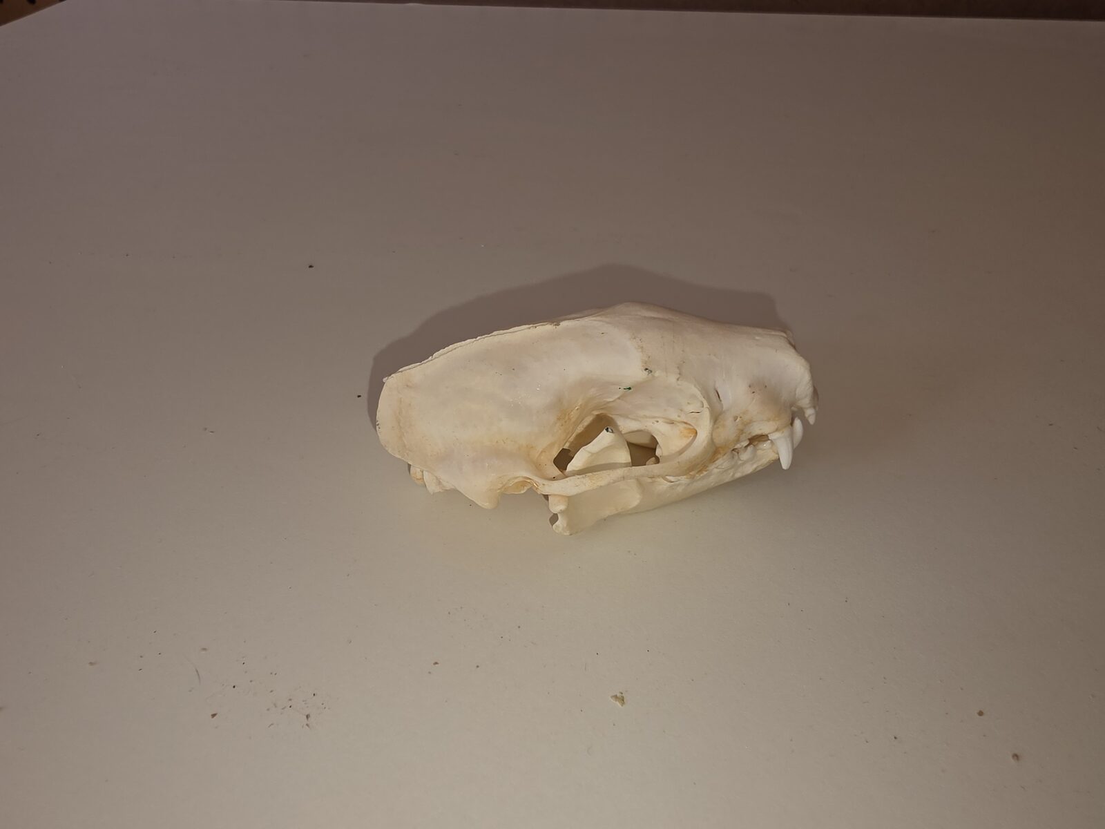 Beetle-cleaned coyote skull