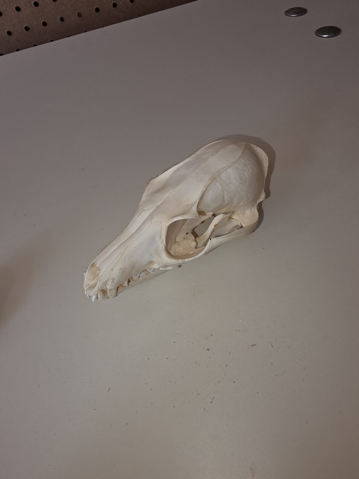 Whitened coyote skull on the bench