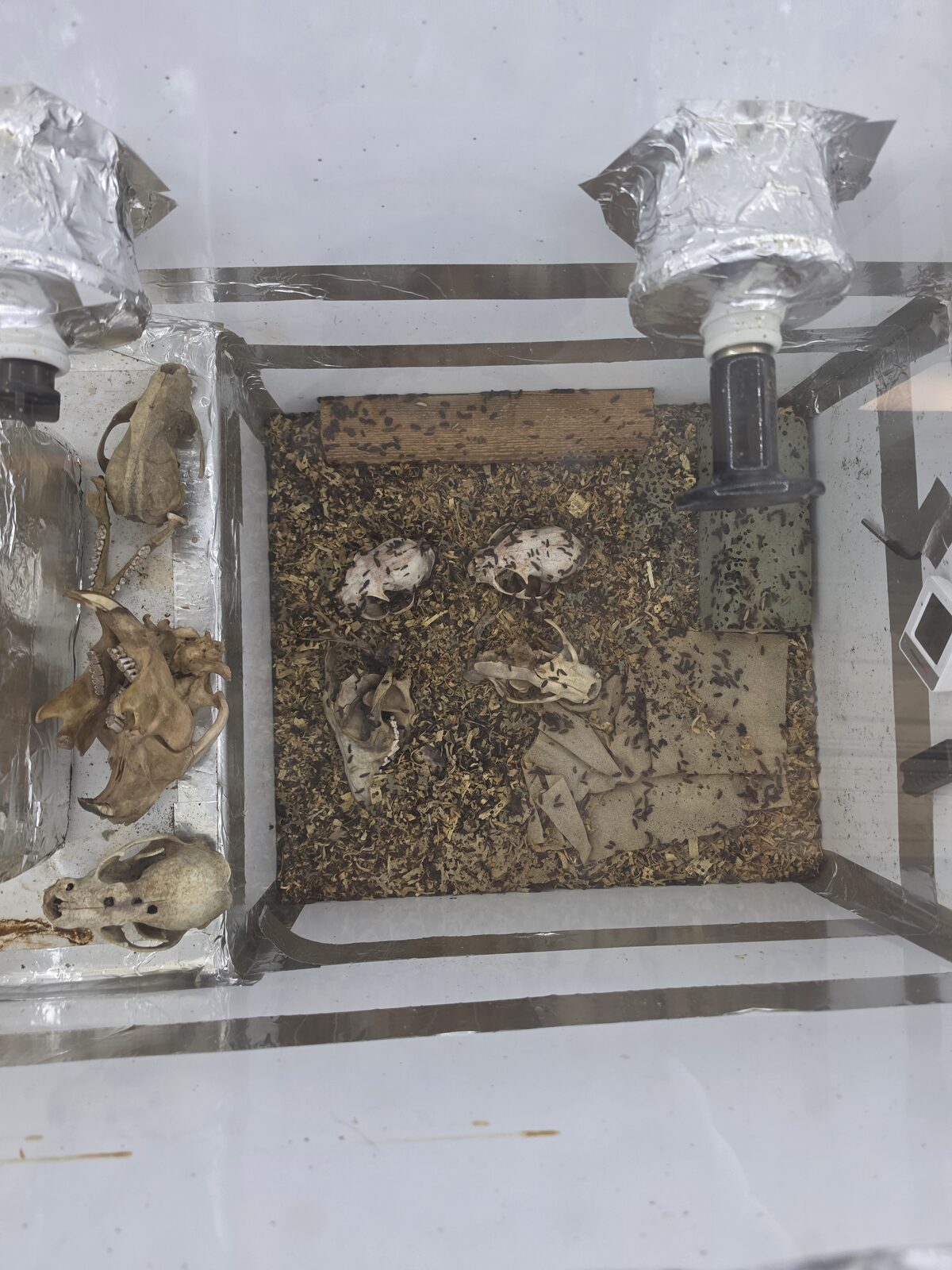 Dermestid beetle colony cleaning skulls