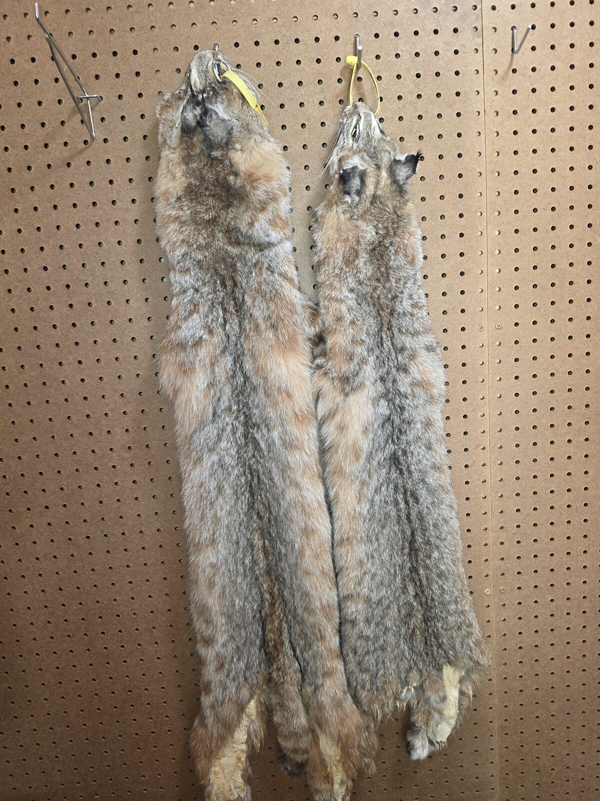 Tanned coyote and fox pelts hanging in the shop