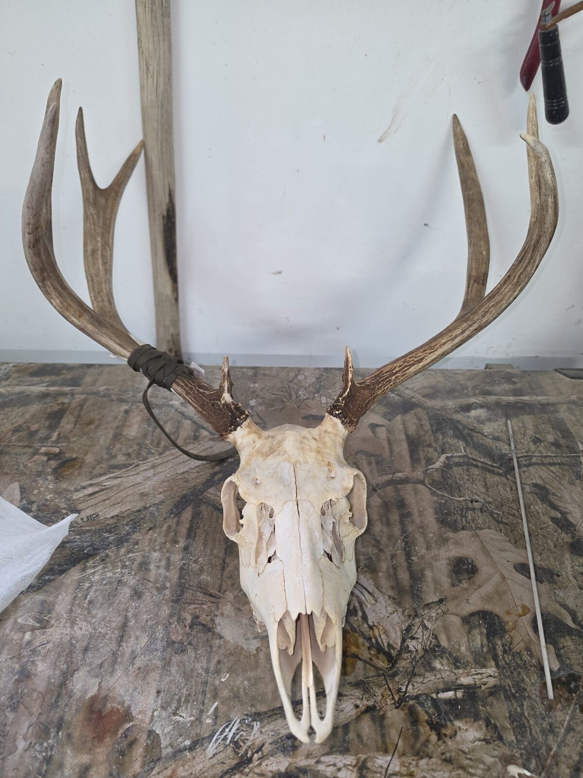 Elk european mount with antlers